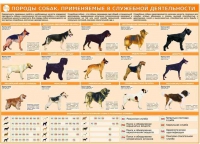 Комплект плакатов "Кинология" - «globural.ru» - Ангарск