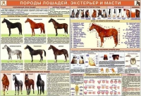 Комплект плакатов "Служебное коневодство" - «globural.ru» - Ангарск