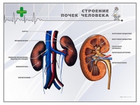 Стенд "Строение почки человека" - «globural.ru» - Ангарск