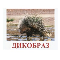 Карточки Домана "Дикие животные-3" - «globural.ru» - Ангарск