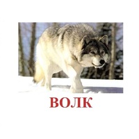 Карточки Домана "Дикие животные-1" - «globural.ru» - Ангарск