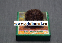 Сухой препарат "Еж морской" - «globural.ru» - Ангарск