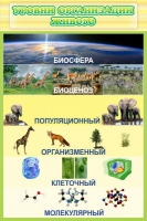 Стенд "Уровни организации живого" - «globural.ru» - Ангарск