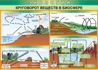 Таблица Круговорот веществ в биосфере 1000*700 винил - «globural.ru» - Ангарск