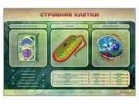 Электрифицированный стенд "Строение клетки" с маркерными полями - «globural.ru» - Ангарск