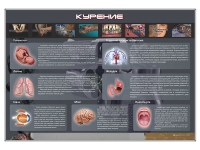 Стенд "Курение" (вариант 1) - «globural.ru» - Ангарск