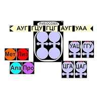 Модель-аппликация "Биосинтез белка" (ламинированная) - «globural.ru» - Ангарск