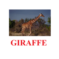 "Wild Animals-1" ("Дикие животные-1") английские карточки Домана - «globural.ru» - Ангарск