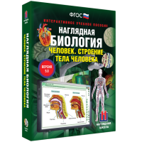 Наглядная биология. Человек. Строение тела человека - «globural.ru» - Ангарск