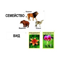Модель-аппликация "Классификация растений и животных" (ламинированная) - «globural.ru» - Ангарск