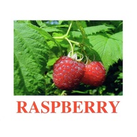 "Berries-1" ("Ягоды-1") английские карточки Домана - «globural.ru» - Ангарск