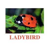 "Insects" ("Насекомые") английские карточки Домана - «globural.ru» - Ангарск