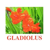 "Flowers-1" ("Цветы-1") английские карточки Домана - «globural.ru» - Ангарск