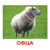 .Карточки Домана "Домашние животные" - «globural.ru» - Ангарск