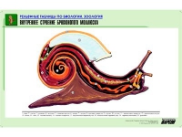 Рельефная таблица "Внутреннее строение брюхоногого моллюска" (формат А1, матовое ламинир.) - «globural.ru» - Ангарск