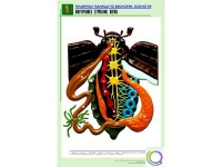 Рельефная таблица "Внутреннее строение жука" (формат А1, матовое ламинир.) - «globural.ru» - Ангарск