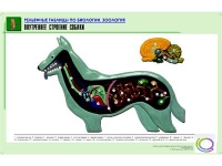Рельефная таблица "Внутреннее строение собаки" (формат А1, матовое ламинир.) - «globural.ru» - Ангарск