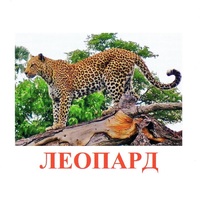 Карточки Домана "Дикие животные-2" - «globural.ru» - Ангарск