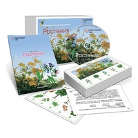 Комбинированное наглядное пособие «Растения» - «globural.ru» - Ангарск