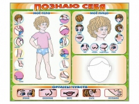 Стенд маркерный "Познаю себя" (тело, голова, органы чувств) - «globural.ru» - Ангарск