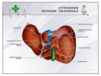 Стенд "Строение печени человека" - «globural.ru» - Ангарск