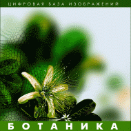 Ботаника. (Цифровая база изображений) - «globural.ru» - Ангарск