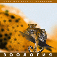 Зоология. (Цифровая база изображений) - «globural.ru» - Ангарск
