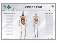 Электрифицированный стенд-тренажер "Скелетон" - «globural.ru» - Ангарск