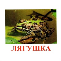Карточки Домана "Амфибии и рептилии" - «globural.ru» - Ангарск