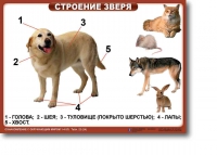 Ознакомление с окружающим миром. 1-4 класс. Комплект таблиц. Наглядные пособия для начальной школы, учебные пособия - «globural.ru» - Ангарск