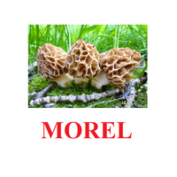 "Mushrooms" ("Грибы") английские карточки Домана - «globural.ru» - Ангарск