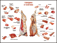 Правила разделки мясных туш "Говядина и телятина" 1000*1400 винил - «globural.ru» - Ангарск
