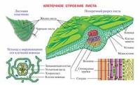Плакаты и таблицы по биологии - «globural.ru» - Ангарск