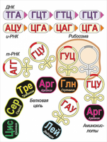 Модель-аппликация Биосинтез белка - «globural.ru» - Ангарск
