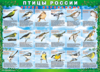 Таблица Птицы России из  4 листов в комплекте 1000*1400 винил	 - «globural.ru» - Ангарск