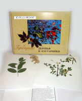 Гербарий Деревья и кустарники (20 видов) - «globural.ru» - Ангарск