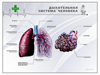 Стенд "Дыхательная система человека" - «globural.ru» - Ангарск