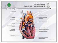Стенд "Строение сердца человека" - «globural.ru» - Ангарск