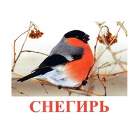 Карточки Домана "Птицы-1" - «globural.ru» - Ангарск