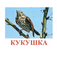 Карточки Домана "Птицы-3" - «globural.ru» - Ангарск