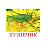 Карточки Домана "Насекомые" - «globural.ru» - Ангарск