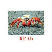 Карточки Домана "Подводный мир" - «globural.ru» - Ангарск