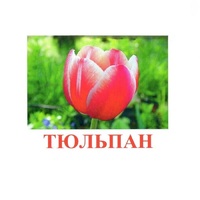 Карточки Домана "Цветы-1" - «globural.ru» - Ангарск
