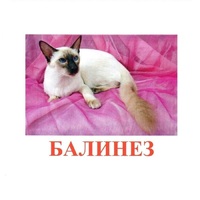 Карточки Домана "Породы кошек" - «globural.ru» - Ангарск