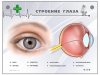 Интерактивный стенд "Строение глаза" - «globural.ru» - Ангарск