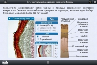 Интерактивные курсы. Биология 5 класс. Расширенный - «globural.ru» - Ангарск