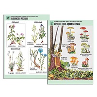 Комплект таблиц для начальной школы "Окружающий мир. Грибы. Растительный мир" - «globural.ru» - Ангарск