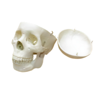 Модель "Череп человека" - «globural.ru» - Ангарск