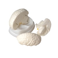 Модель мозга в разрезе - «globural.ru» - Ангарск