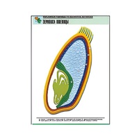 Рельефная таблица "Зерновка пшеницы" (формат А1, матовое ламинир.) - «globural.ru» - Ангарск